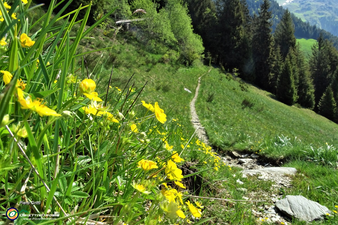 12 Dal bosco il sentiero si apre su  pianoro prativo.JPG